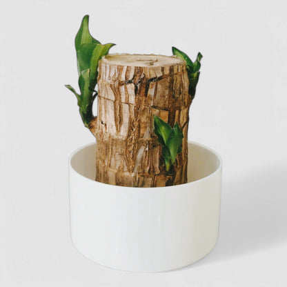 Brazilian Lucky Bamboo Plant with White Plastic Pot
