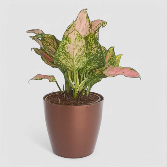 Aglaonema Pink Plant