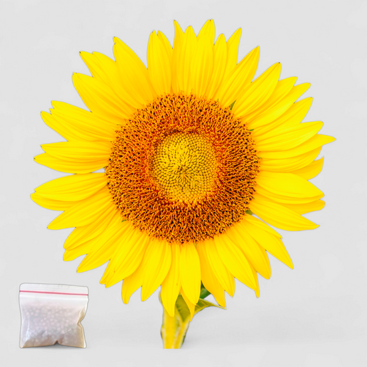 Sunflower (Seeds)